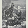 Chamois.