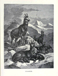 Chamois.