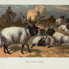 Wallachian Sheep.