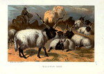 Wallachian Sheep.