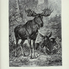 Moose, or Elk.