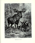 Moose, or Elk.