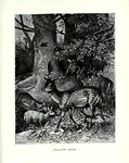 Fallow Deer.