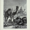 Camel.