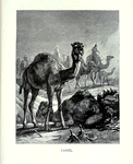 Camel.