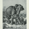 Asiatic Elephant.