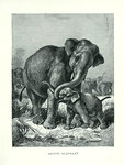 Asiatic Elephant.