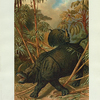 Rhinoceros.