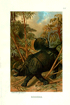 Rhinoceros.