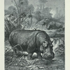 Hippopotamus.