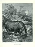 Hippopotamus.