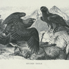 Golden Eagle.