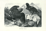 Golden Eagle.