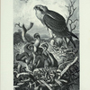 Osprey.