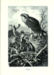 Osprey.