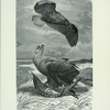 Cinereous, White-Tailed, or Sea-Eagle.