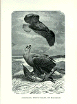 Cinereous, White-Tailed, or Sea-Eagle.