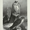 Jerfalcon.
