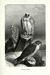Jerfalcon.