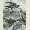 Harriers.