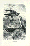Harriers.