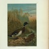 Mallard Duck.