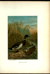 Mallard Duck.