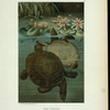 Soft Turtles.