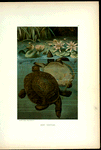 Soft Turtles.