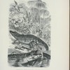 African Crocodiles at Home.
