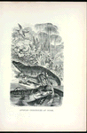 African Crocodiles at Home.