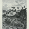 Gavial, or Gangetic Crocodile.