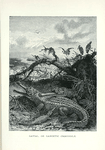 Gavial, or Gangetic Crocodile.