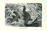 Indian Monitor.
