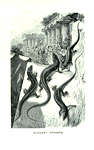 Elegant Ophiops.