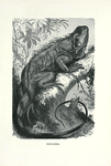 Iguana.