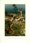 African Cobra, or Haje, and Gazelles.