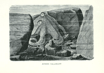 Armed Calamary.