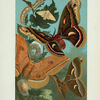 Silk-Worm, and Moths.