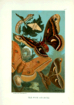 Silk-Worm, and Moths.