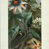 Cicadae, Lantern-Fly, etc.