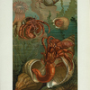 Hermit-Crabs.