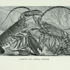 Lobster, and  Spiny Lobster.