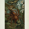 Crab-Spider, or Matoudou.