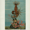 Holothurians, and Sea Star.