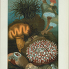 Sea-Anemones.
