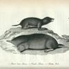 1. Short tail Shrew; 2. Small Shrew; 3. Shrew Mole.