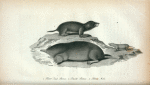 1. Short tail Shrew; 2. Small Shrew; 3. Shrew Mole.