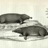 The Star-nose Mole ; *End of the nose magnified.