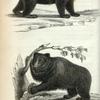 1. Black Bear; 2. Grizzly Bear.